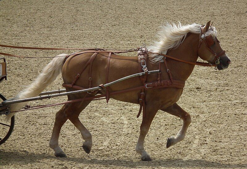 File:Haflinger als Kutschperd.JPG