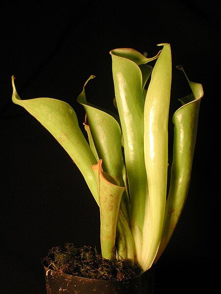 File:Heliamphora tatei.JPG