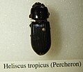 Heliscus tropicus