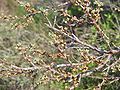 Hippophae rhamnoides flowers