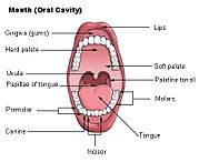 Mouth (oral cavity)