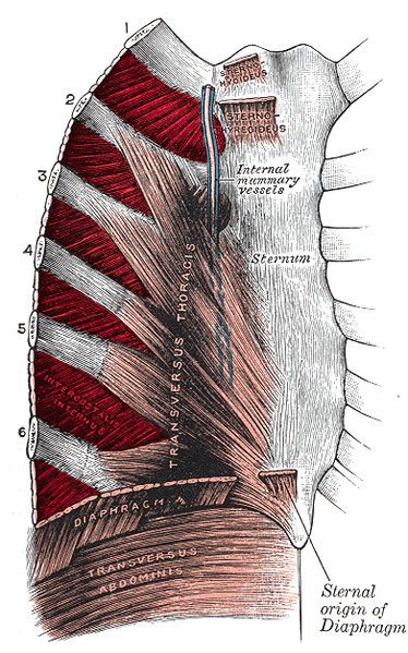 File:Intercostal-muscle.jpg