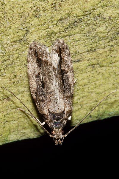 File:Izatha caustopa 114403446.jpg