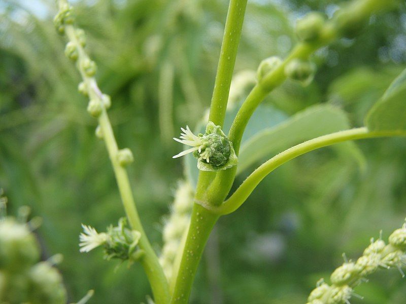 File:Japanese Chestnut01.jpg