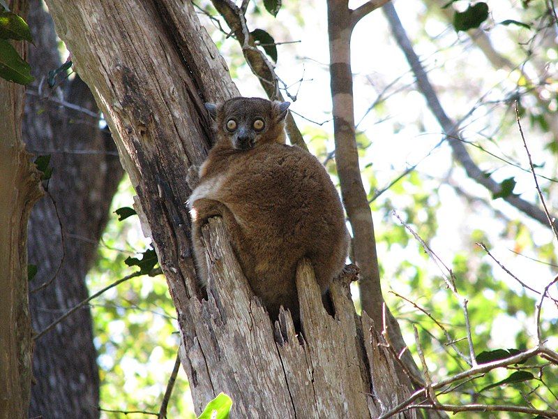 File:Lepilemur hubbardorum.jpg