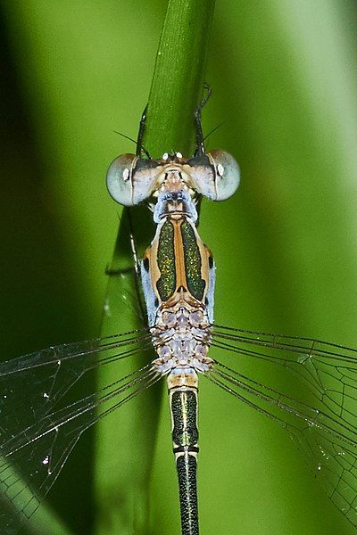 File:Lestes elatus-Kadavoor-2016-07-31-003.jpg