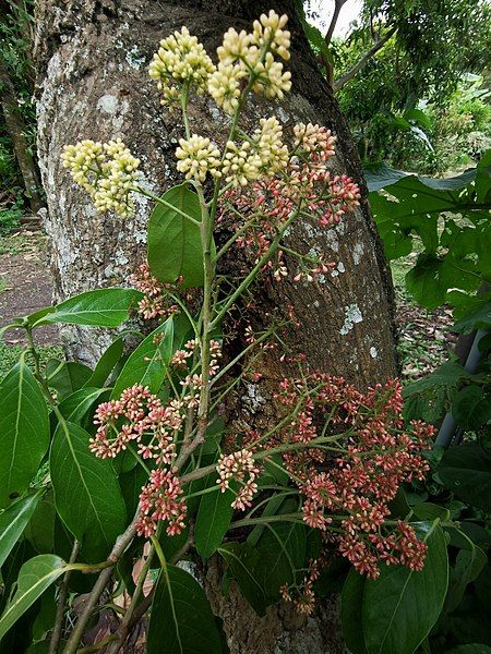 File:Licaria triandra.jpg