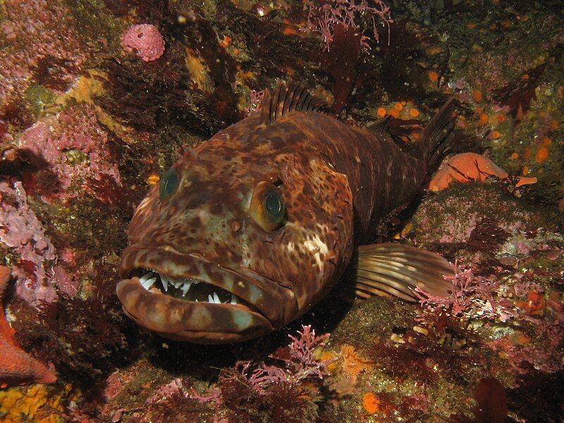 File:Lingcod3.JPG