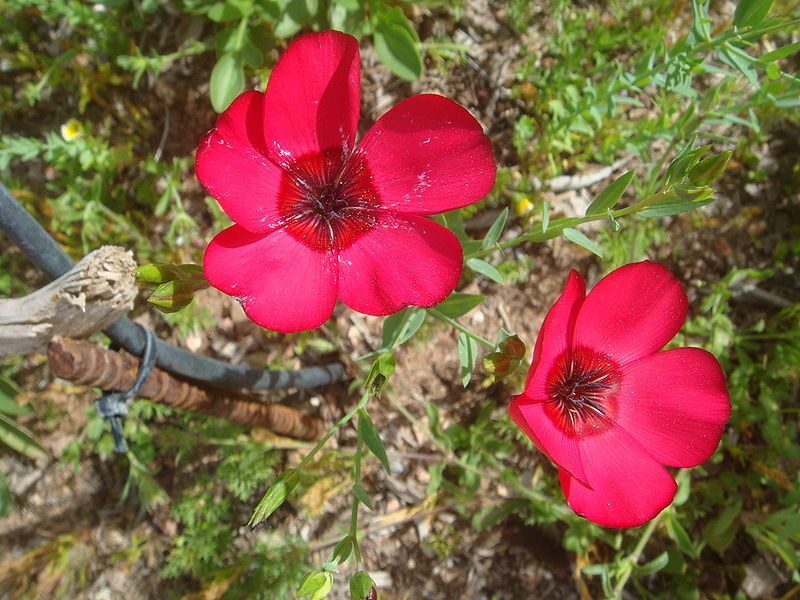 File:Linum-grandiflorum-20080330.JPG