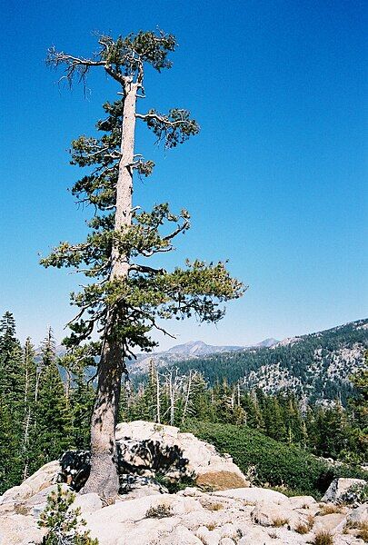 File:Lodgepole, looking east.jpg