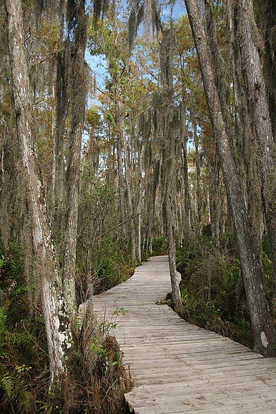 File:Loxahatchee boardwalk.jpg