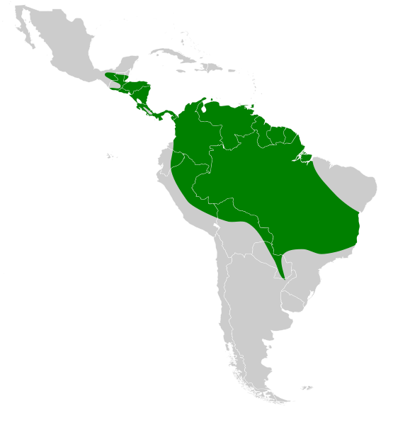 File:Macrophyllum macrophyllum map.svg