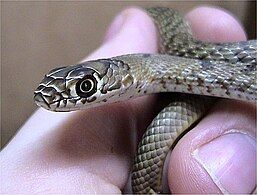 Juvenile western coachwhip (M. f. testaceus).