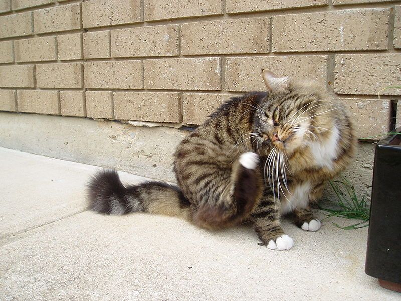 File:Munchkin cat grooming.jpg