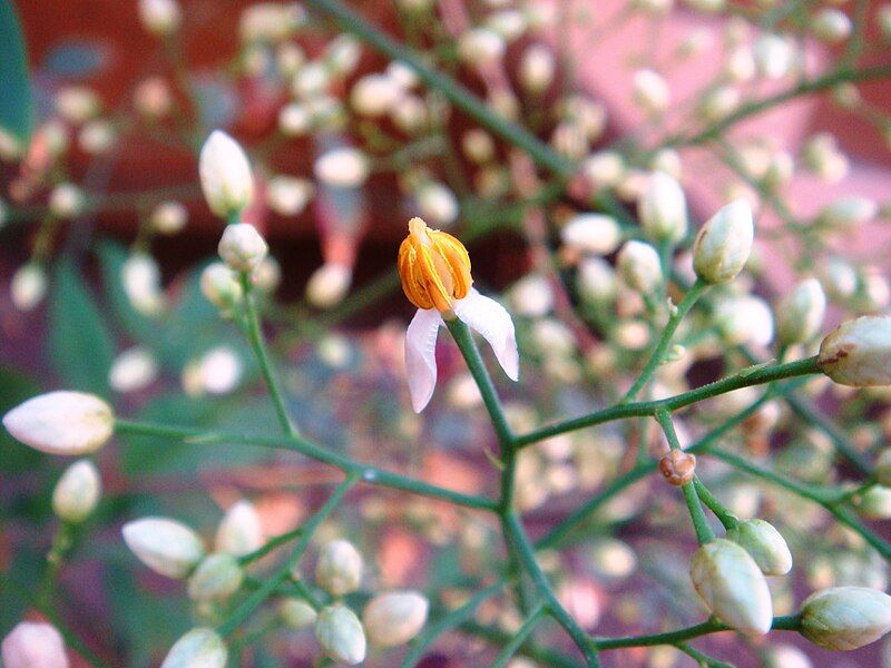 File:Nandina-domestica-20080401.JPG