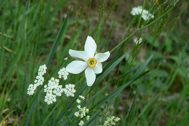 File:Narcissus poeticus001.JPG