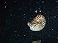 N. macromphalus seen during a night dive in Sandal Wood Bay, Lifou, New Caledonia at a depth of 15 m