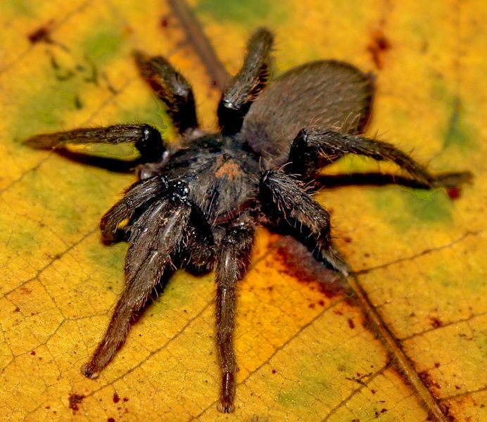 File:Neoheterophrictus smithi female.jpg