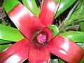 Neoregelia compacta