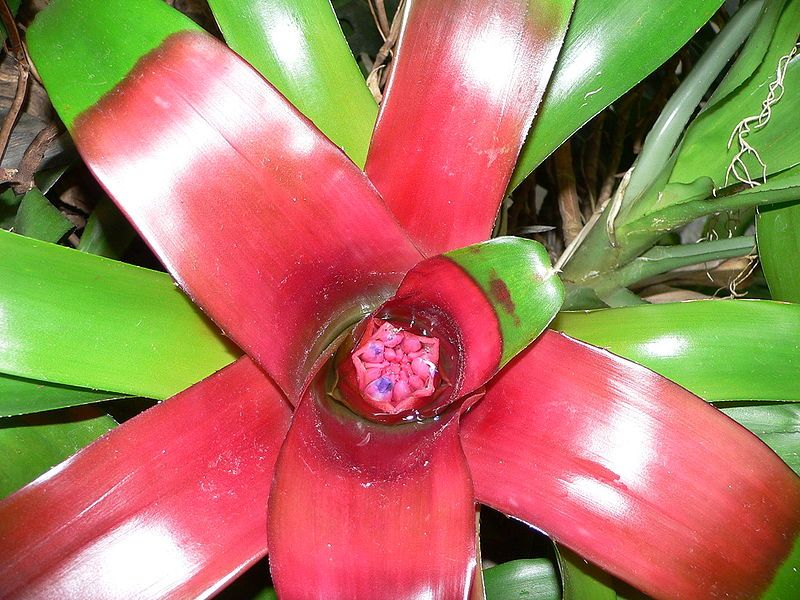 File:Neoregelia compacta2.jpg