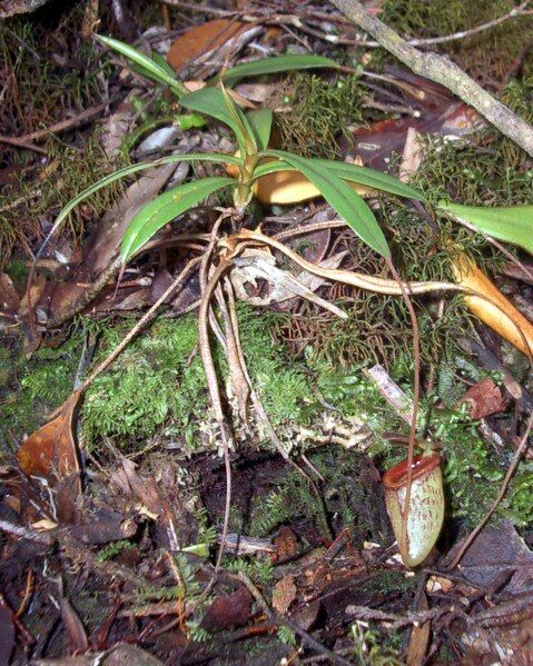 File:Nepenthes tenuis1.jpg