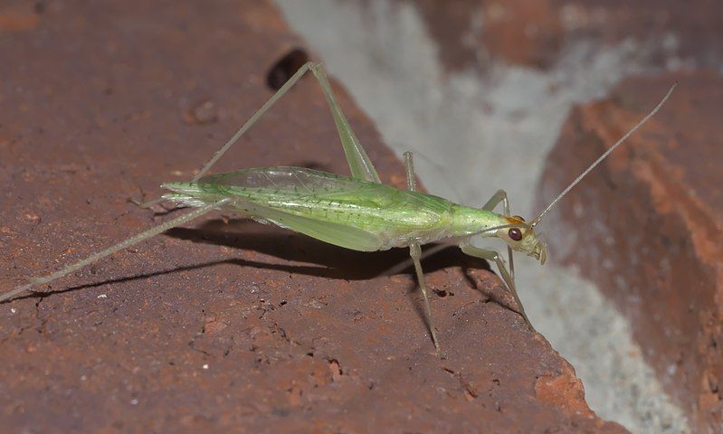 File:Oecanthus niveus P1300795c.jpg