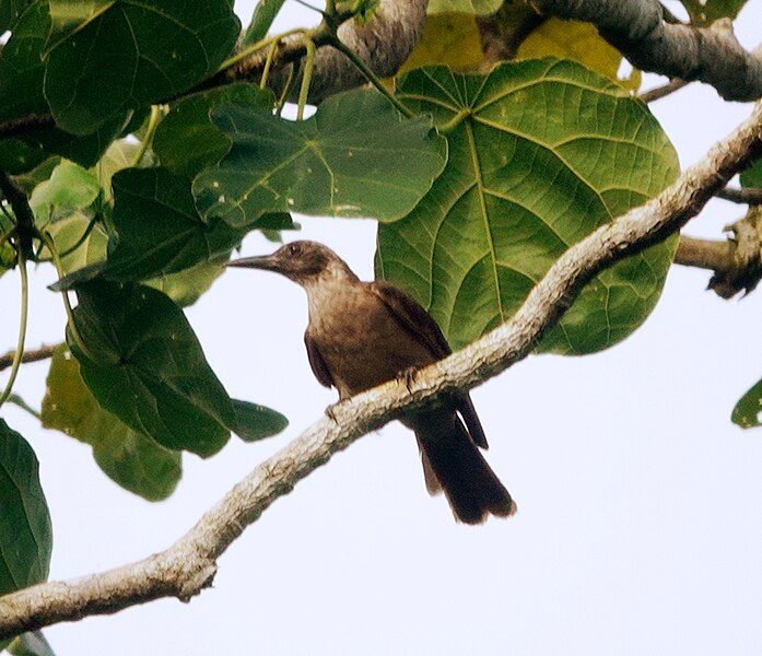 File:Oriolus bouroensis 247589422.jpg