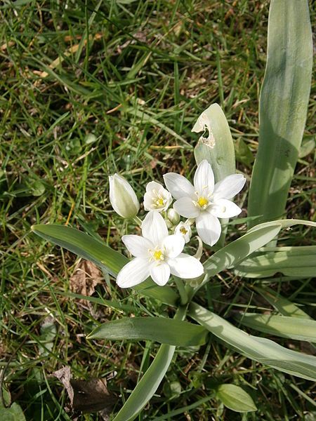 File:Ornithogalum balansae 005.JPG