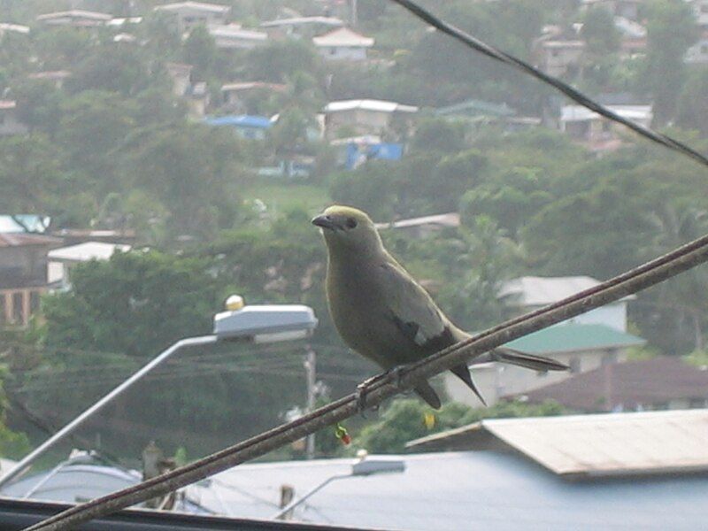 File:Palm tanager.jpg