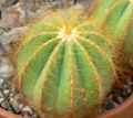 Parodia magnifica