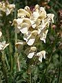 Pedicularis ascendens