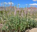 Penstemon palmeri