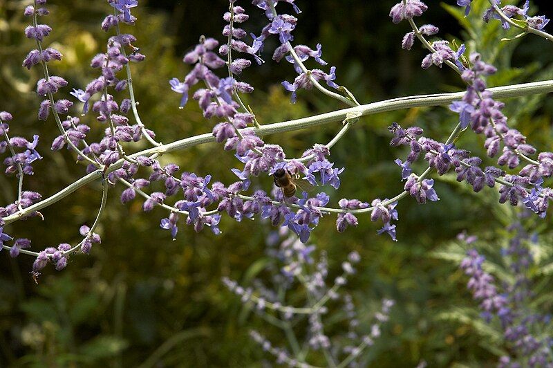 File:Perovskia atriplicifolia E.jpg