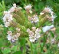 Phacelia argentea