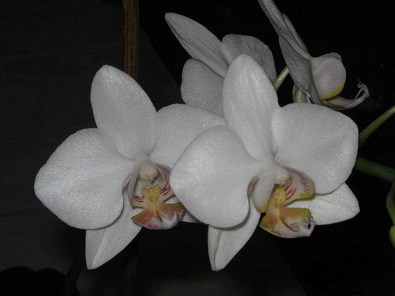 File:Phalaenopsis cv white.jpg