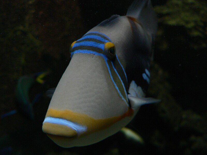 File:Picasso triggerfish Pengo.jpg