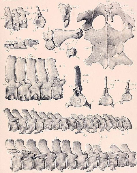 File:Picrocleidus.jpg