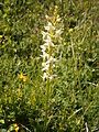 Platanthera bifolia