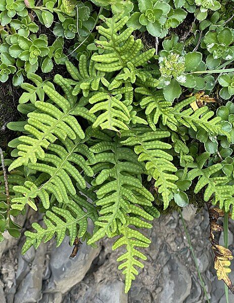 File:Polypodium vulgare Gamsutl.jpg