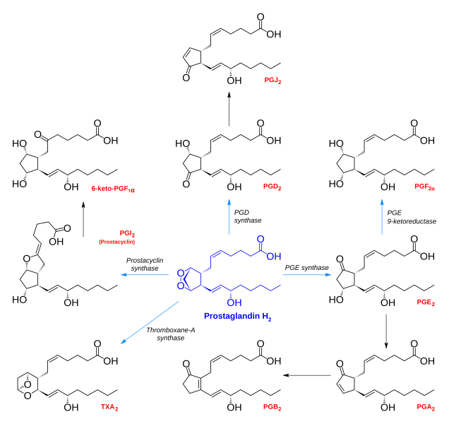 File:Prostanoid synthesis.svg