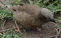 Grey-headed Social Weaver