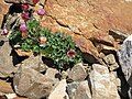 Ranunculus glacialis purplish form