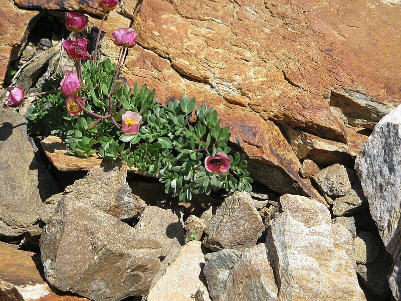 File:Ranunculus glacialis red.jpg