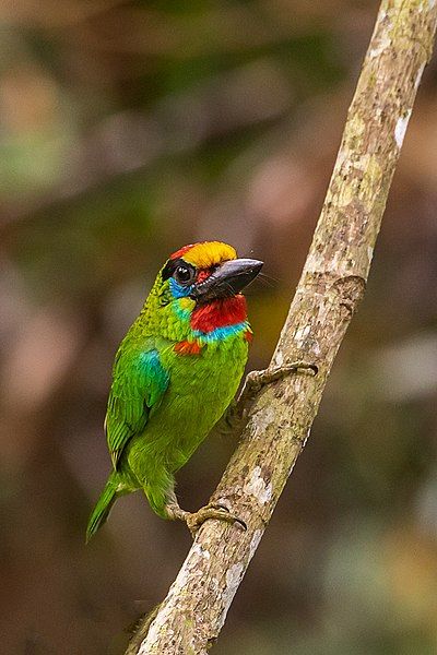 File:Red throated barbet.jpg