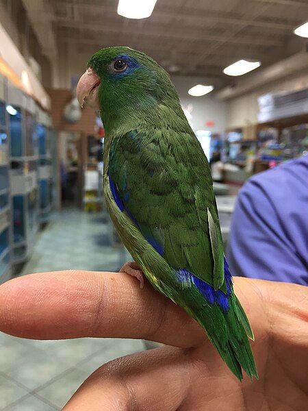 File:Spectacled parrotlet 2.jpg