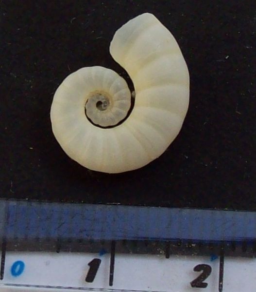 File:Spirula spirula lateral-view.jpg