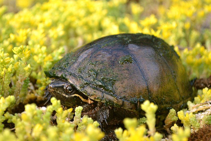 File:Stinkpot Turtle (cropped).jpg