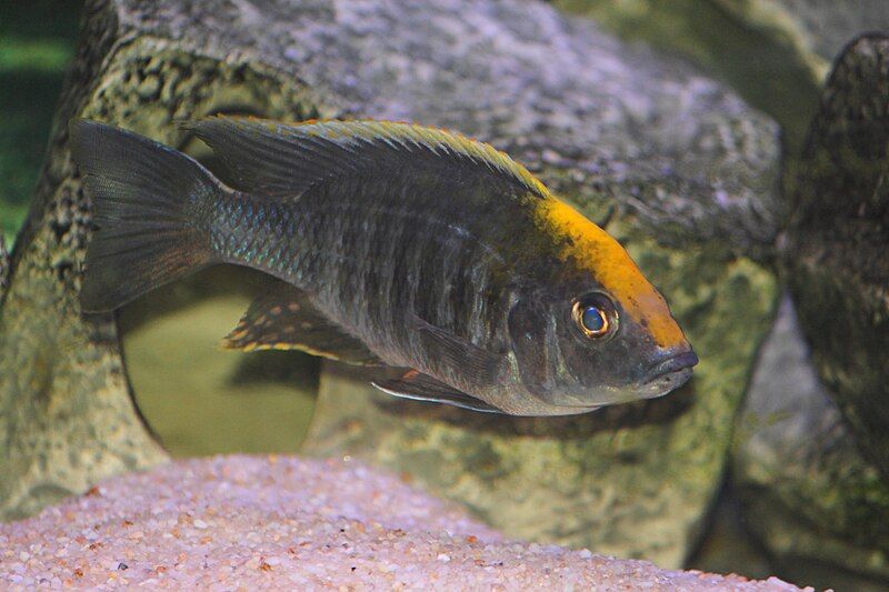 File:Sulphurhead cichlid.JPG