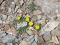 Taraxacum schroeterianum