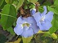 Thunbergia laurifolia close-up